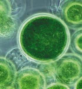 picture of chlorella cell